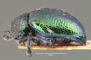 Media type: image; Entomology 17319   Aspect: habitus lateral view